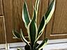 Сансевьрия Gold Black. Для дома и офиса!