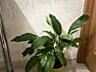 Спатифиллум (женское счастье)