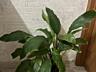 Спатифиллум (женское счастье)