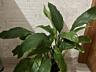 Спатифиллум (женское счастье)
