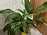 Спатифиллум (женское счастье)