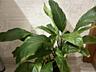 Спатифиллум (женское счастье)