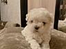 Щенки МАЛЬТИЙСКОЙ БОЛОНКИ (Мальтезе) с документами!