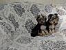 Щенки Йорк терьера