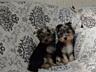 Щенки Йорк терьера
