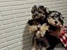 Щенки Йорк терьера