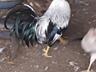 Петухи по 150 р вес пару кг возрасте 1 год
