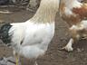 Петухи по 150 р вес пару кг возрасте 1 год