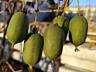 Kiwi mini arguta 150-200 lei planta. Fac fructe dulci. Rezista-25-30 gr.