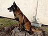 Рабочий кобель малинуа - вязка