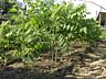 Американский Черный орех (Juglans nigra). Nuc NEGRU American.