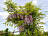 Глицинию Блю Мун. Wisteria – Вистерия. Цена 100 лей.
