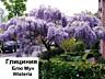Глицинию Блю Мун. Wisteria – Вистерия. Цена 100 лей.