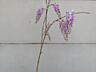 Глицинию Блю Мун. Wisteria – Вистерия. Цена 100 лей.