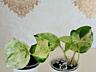 Монстера Альба, сциндапсусы эпипремнумы Доставка