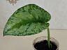 Монстера Альба, сциндапсусы эпипремнумы Доставка