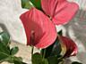 Антуриум. Сорт Розовый фламинго