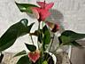 Антуриум. Сорт Розовый фламинго