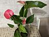Антуриум. Сорт Розовый фламинго