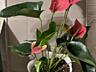 Антуриум. Сорт Розовый фламинго