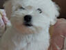 Продаются Щенок мальтийской болонки! С прививками и документами!