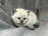 Продам шотландских котят