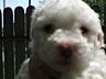 Продаются щенки мальтийской болонки