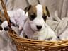 Открыта бронь! Клубные щенки Джек Рассел терьер
