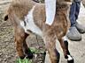 Продаются Англо-нубийские козлята от высокоудойной линии