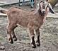 Продаются Англо-нубийские козлята от высокоудойной линии