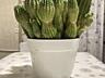 Продам 15-летний взрослый Сан-Педро (Echinopsis pachanoi)