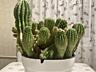 Продам 15-летний взрослый Сан-Педро (Echinopsis pachanoi)