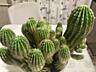 Продам 15-летний взрослый Сан-Педро (Echinopsis pachanoi)