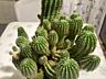 Продам 15-летний взрослый Сан-Педро (Echinopsis pachanoi)