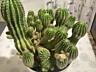 Продам 15-летний взрослый Сан-Педро (Echinopsis pachanoi)