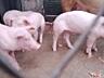 Продам поросят