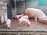 Продам поросят