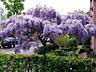 Глицинию Блю Мун. Wisteria – Вистерия. Цена 100 лей.
