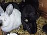 Продам кроликов разных возрастов