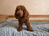 Продаются щенки пуделя