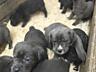 Великолепные щенки Кане-Корсо