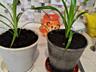 Продаю комнатные растения.