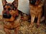 Щенки немецкой овчарки