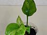 Монстера Альба, сциндапсусы эпипремнумы Доставка