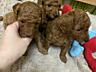 Продаются щенки пуделя
