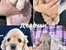 Продажа Американский Кокер - спаниель