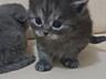 Продаются котята