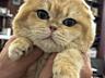Продам шикарных котят золотой шиншиллы