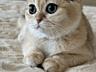 Продам шикарных котят золотой шиншиллы
