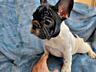 Щенки французского бульдога